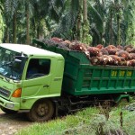 Camion chargé de dattes et embourbé