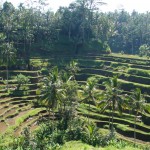 Les rizières en terasse de Tegallalang