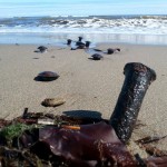 Les Dunes de Bouctouche